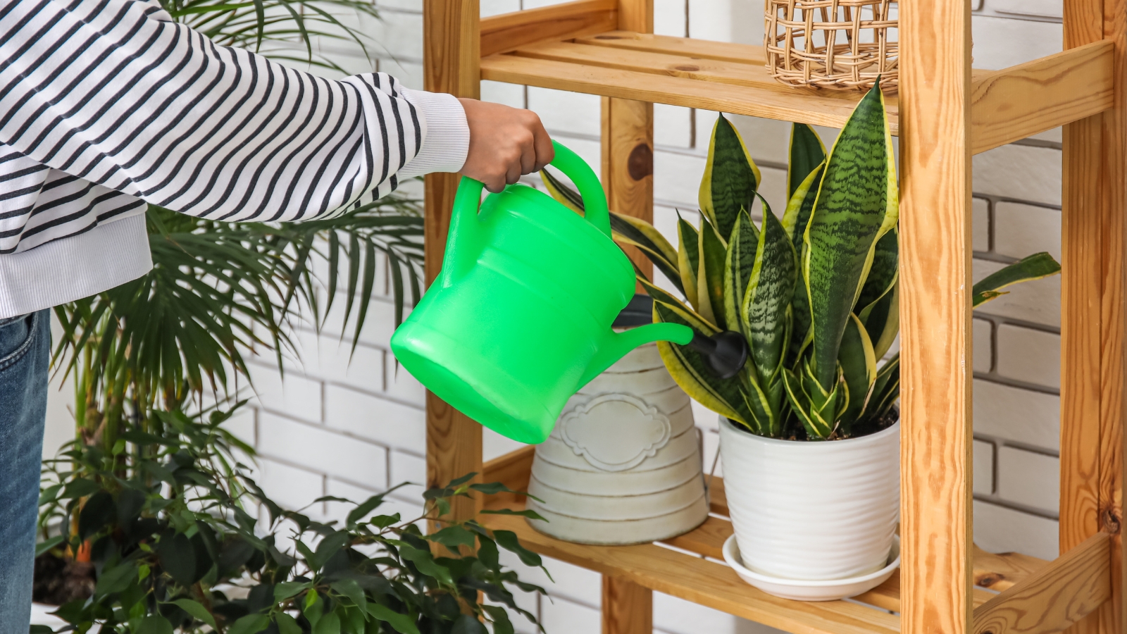 A woman watering a plant on a wood shelf with a bright green, plastic, watering can.