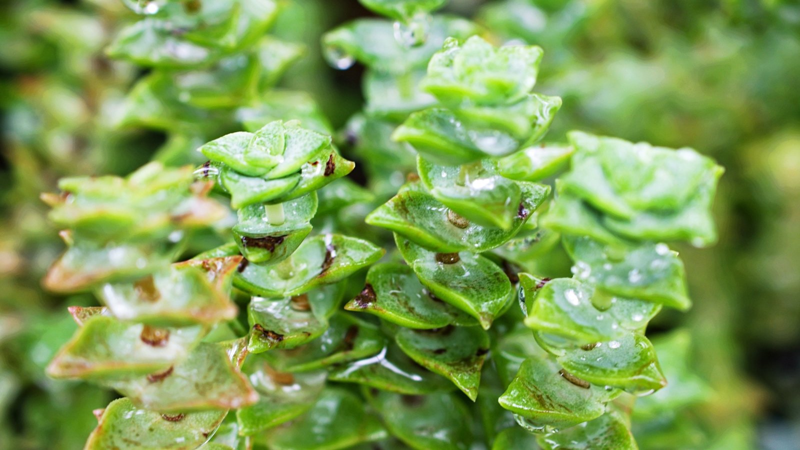 Close up of bright green, small, plump leaves stacked on top of each other on their stems with water puddled and dripping off each leaf.