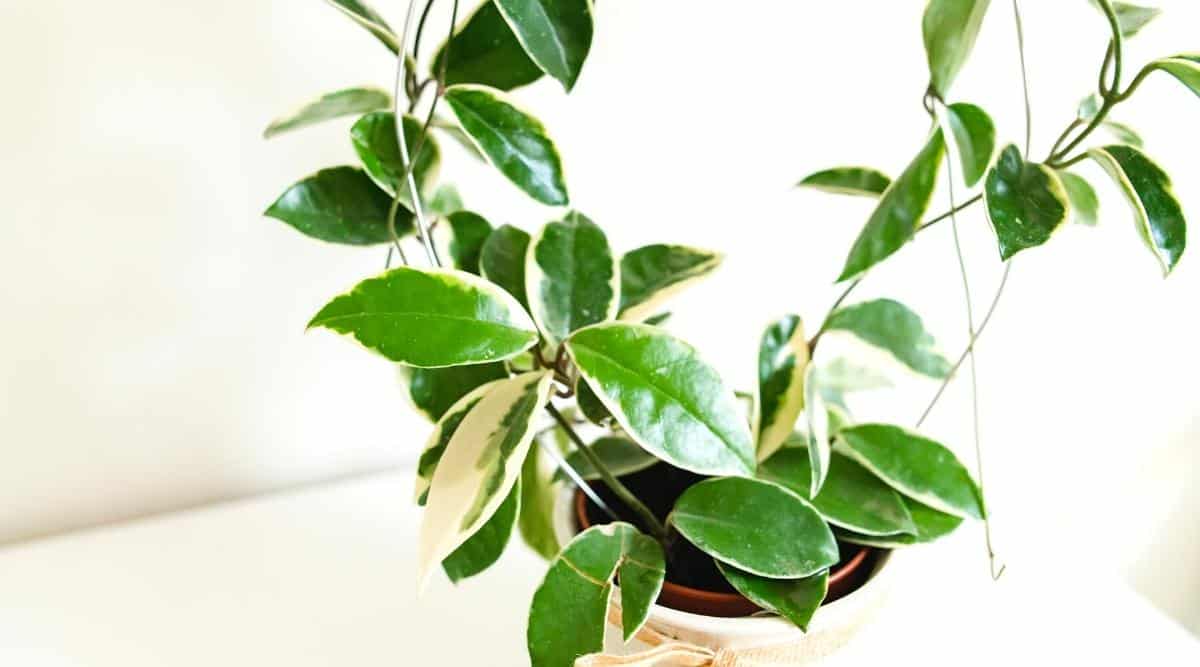 Close-up of a Hoya carnosa variegata plant in a pot with long winding stems and variegated leaves.