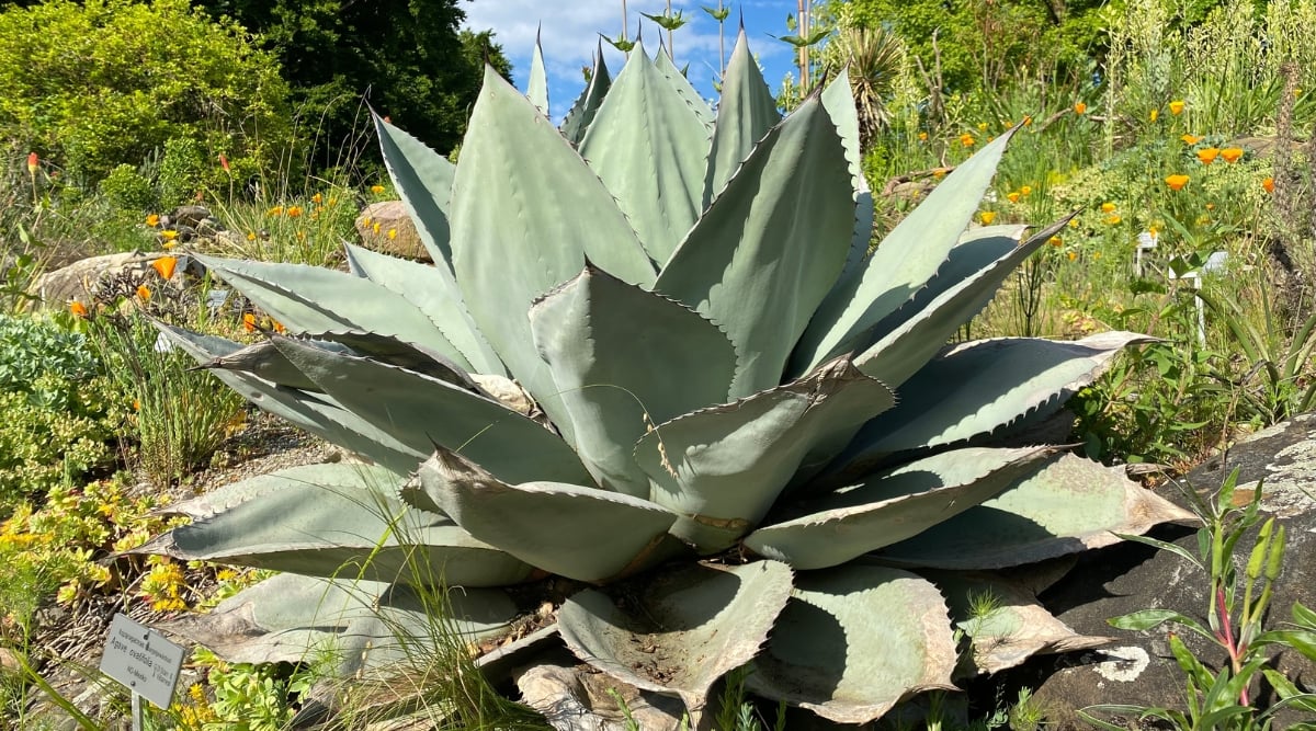 Whale’s Tongue Agave's robust and fleshy leaves featuring a blue-green color, basking in direct sunlight amid diverse vegetation.