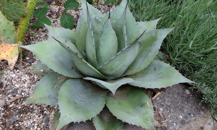 Close-up of Whale's Tongue Agave