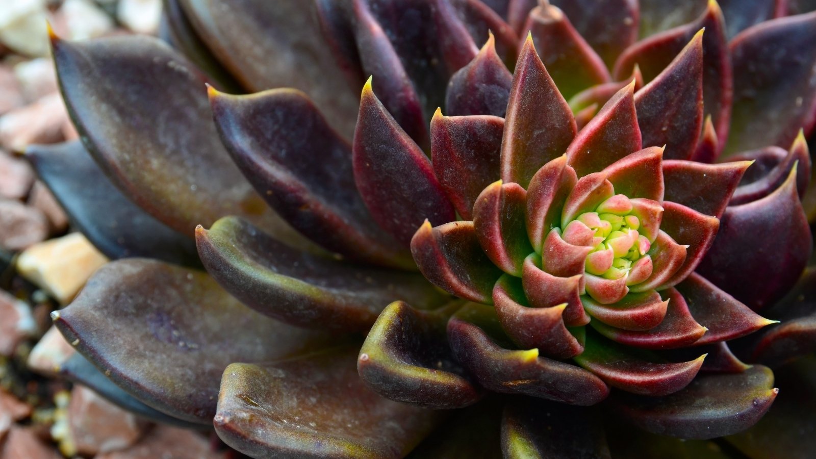 Close up image of a deep reddish-black succulent plant with plump leaves having pointed tips.