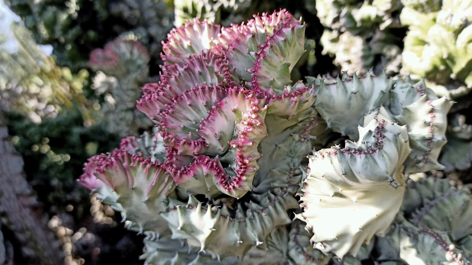 Description of a large succulent plant with thick, twisted, fan-like features shifting from light greenish-white to a bright pink color around the tops of each section.