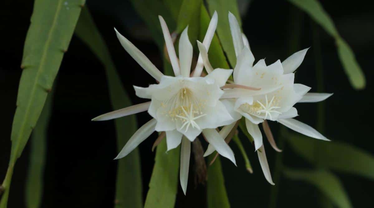 White Flowers Closing Up at Dawn