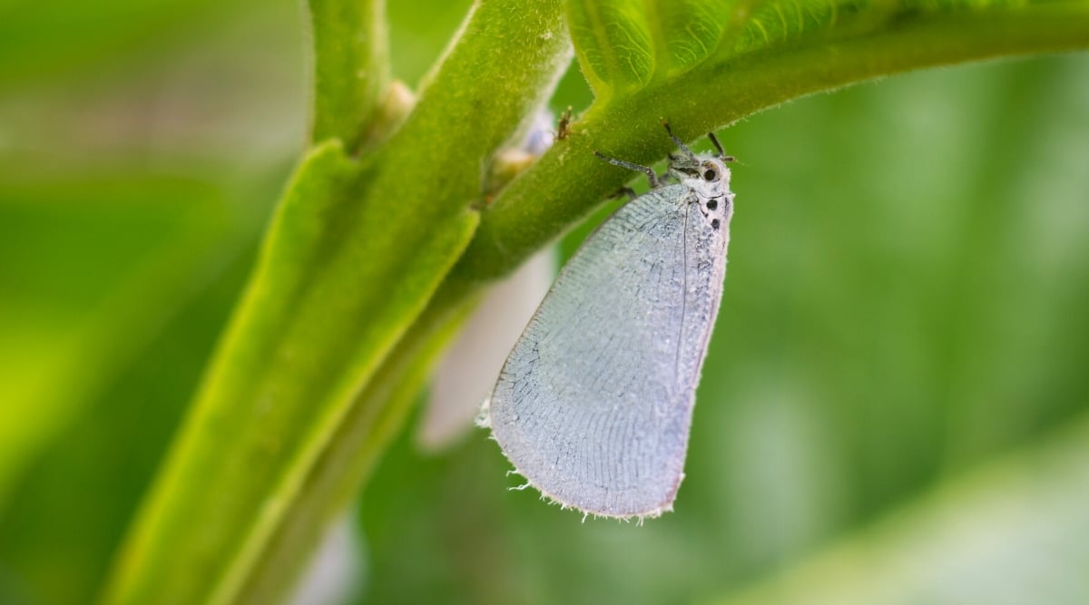 Whitefly on a green plant