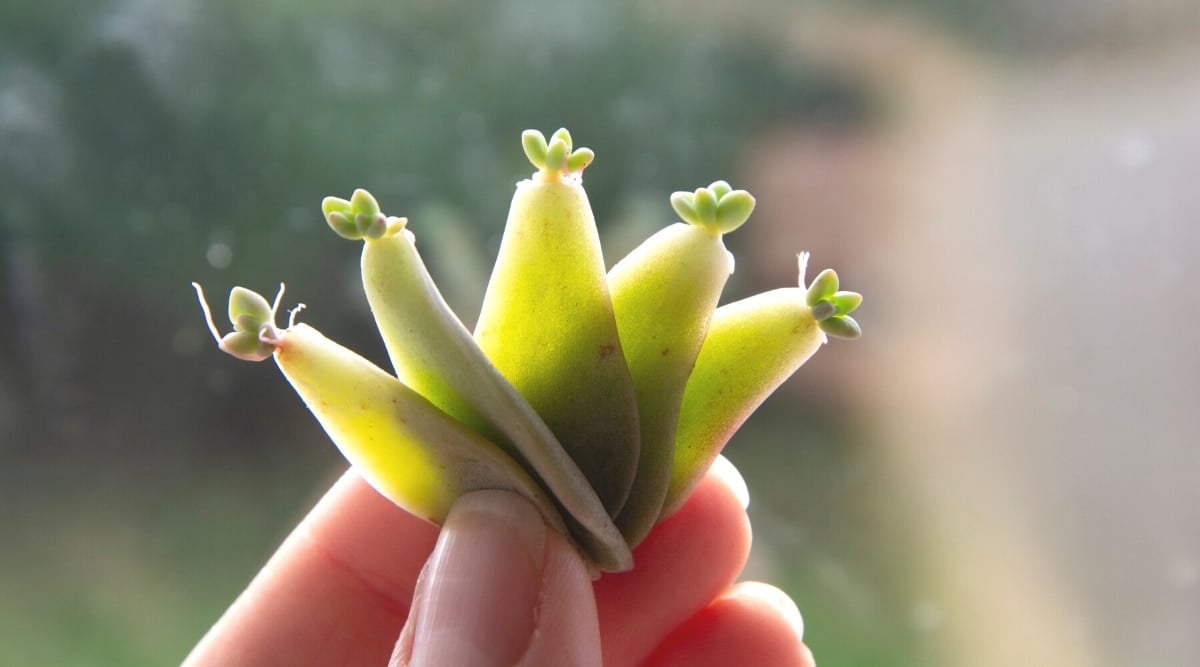 Close up of a hand holding five, small, waxy, green leaves with tiny new growth at the base of each leaf.