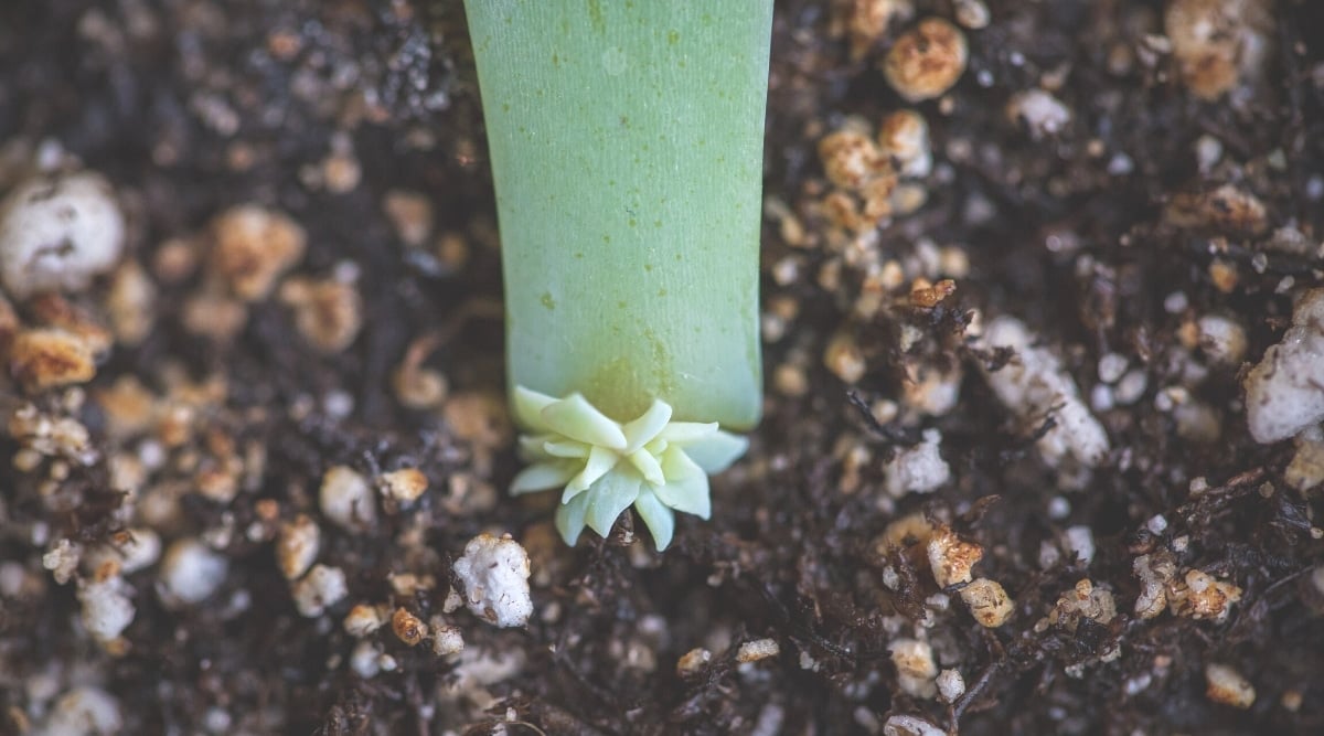 Close up of a thick, waxy green leaf sticking into potting mix, with a tiny small leafy rosette growing at the base.