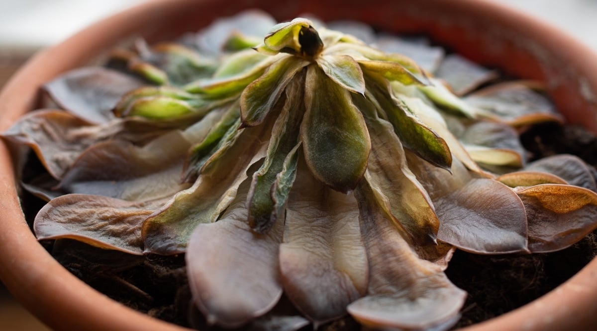 Wilted and Dying Plant in Terra Cotta Pot