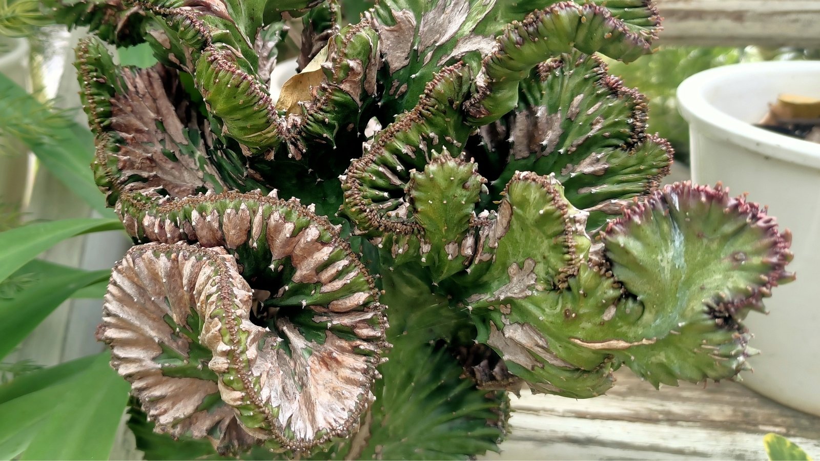 A succulent displaying signs of wilting