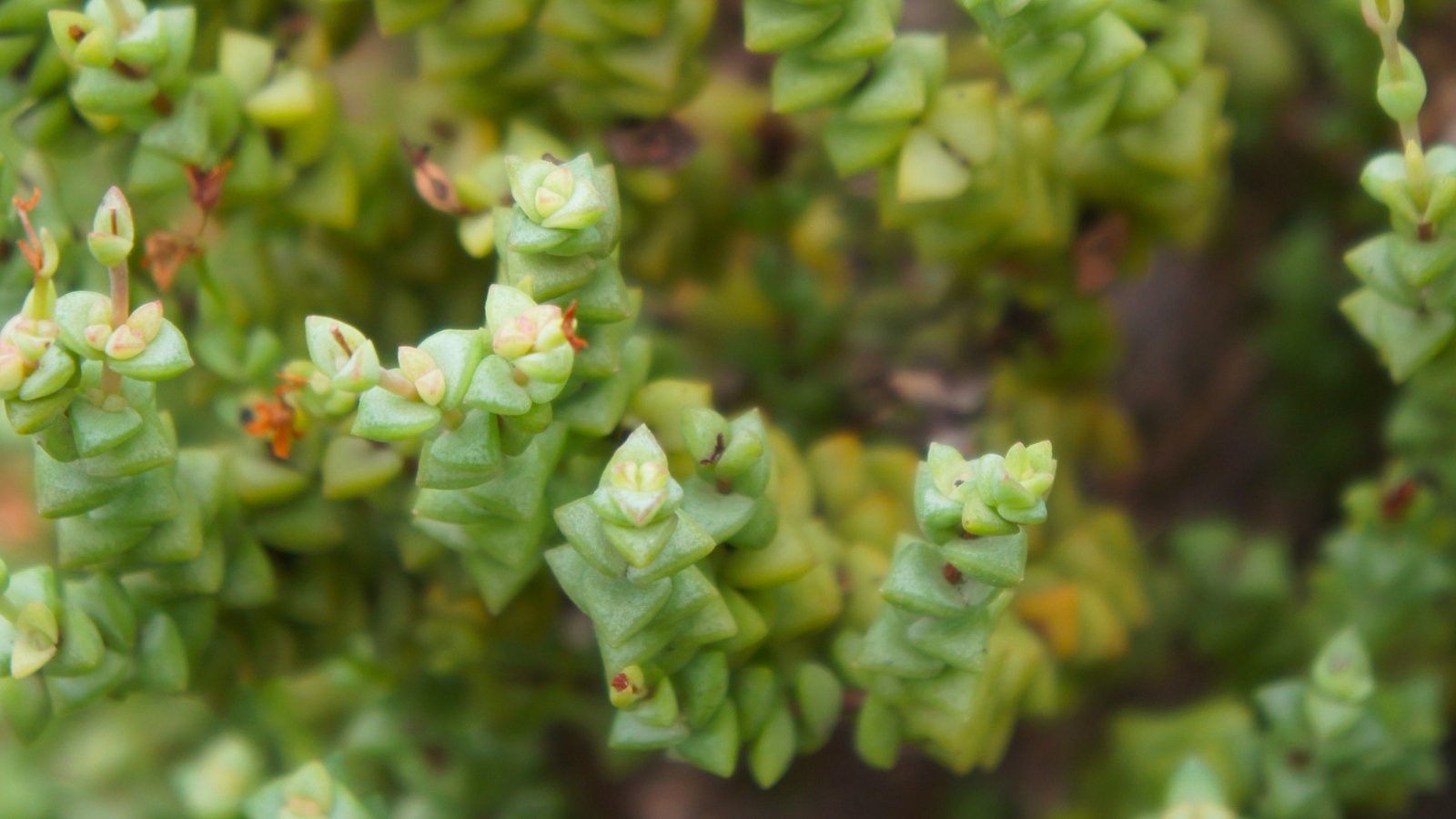 Close up of a bright green plant with several stems that have small, plump, triangle shaped leaves stacked up each stem.