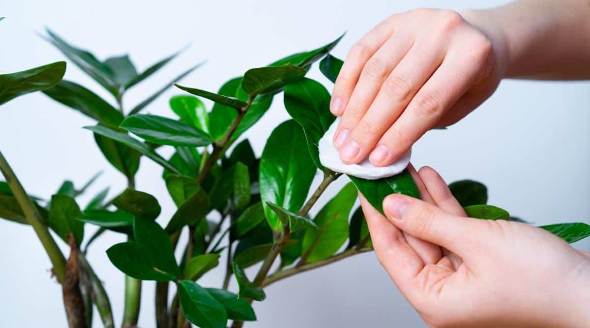 wiping dust from the zamioculcas leaves