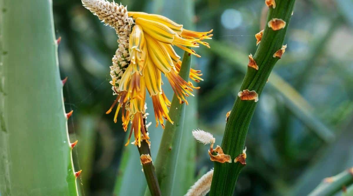 withered flower on succulent