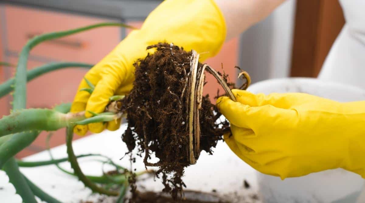 woman caring for new succulent shoots