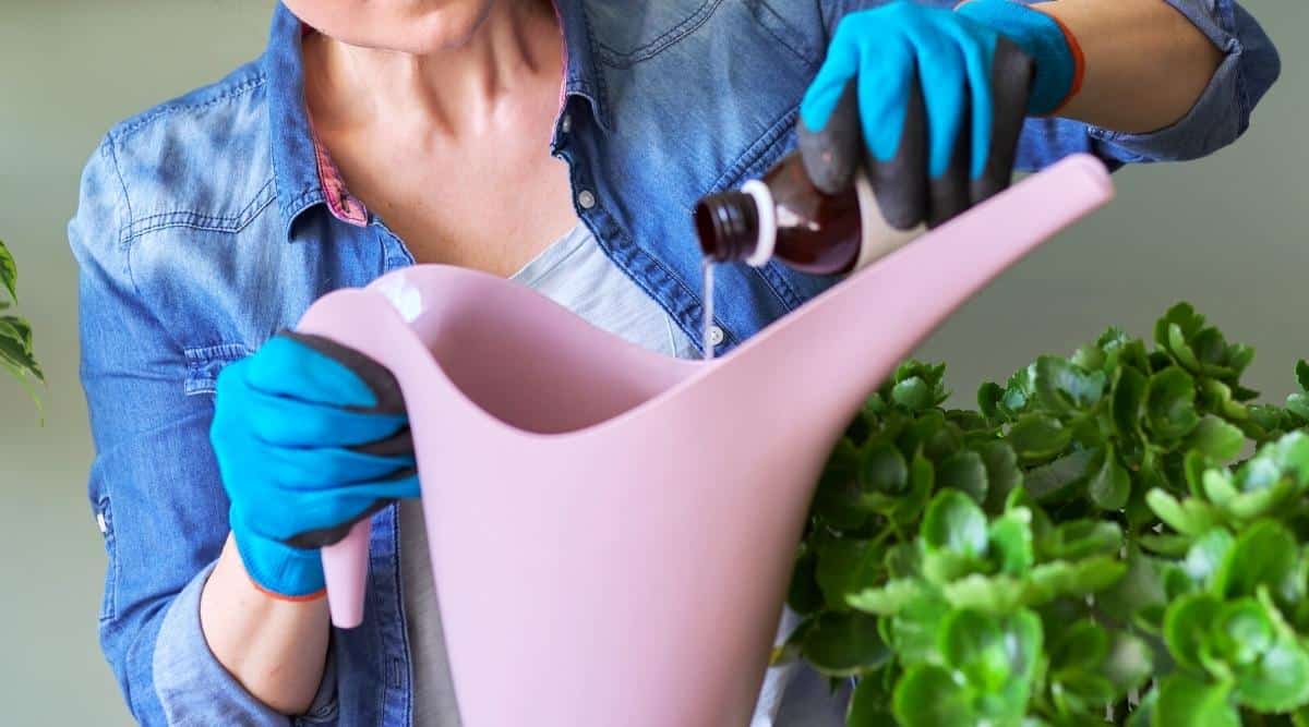 Woman pours liquid mineral fertilizer into the watering can. She is wearing a jean shirt, and has blue gardening gloves. The watering can is made of plastic and is pink. On her left, you can see a succulent waiting to be watered.