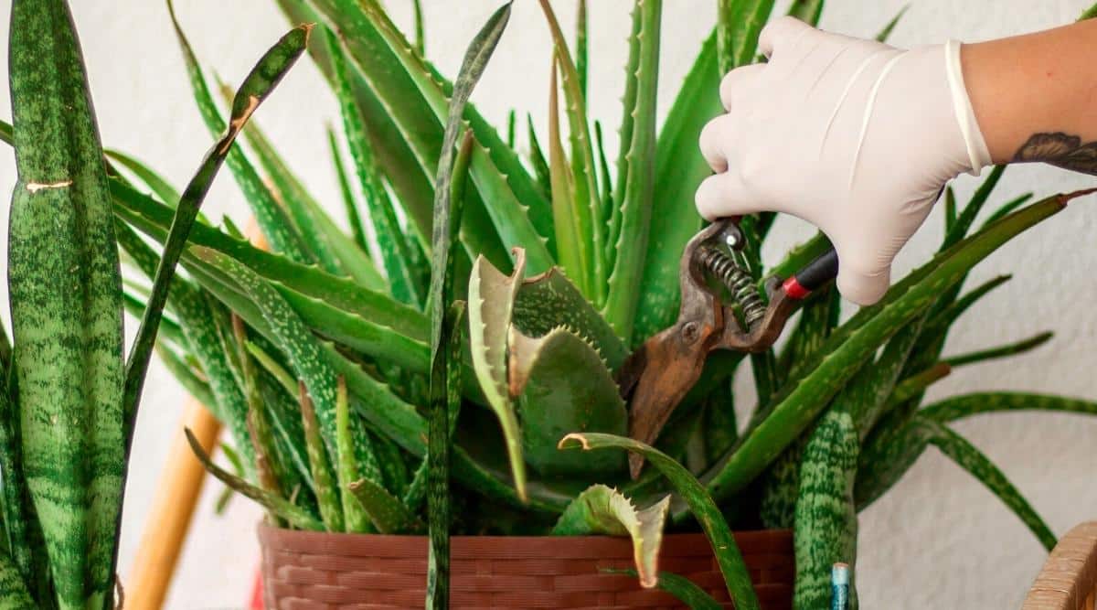 Woman pruning old leaves on plant