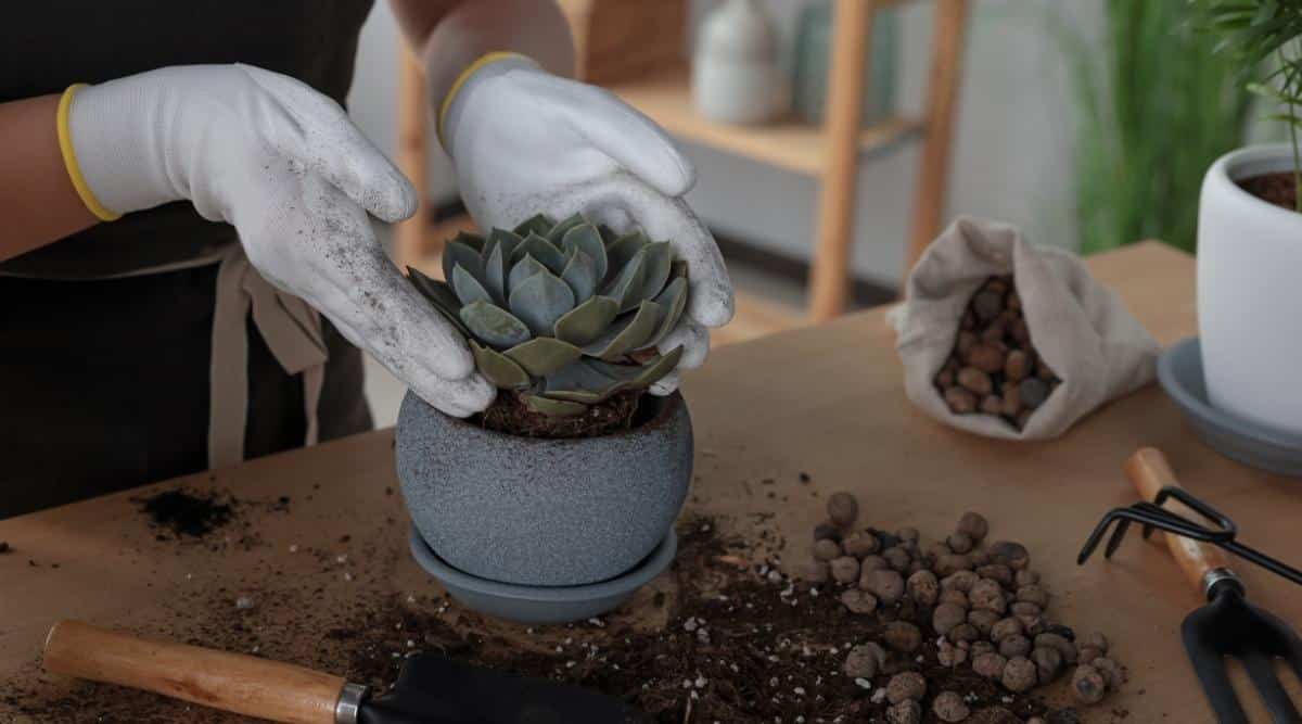 Woman repotting a succulent into gray container