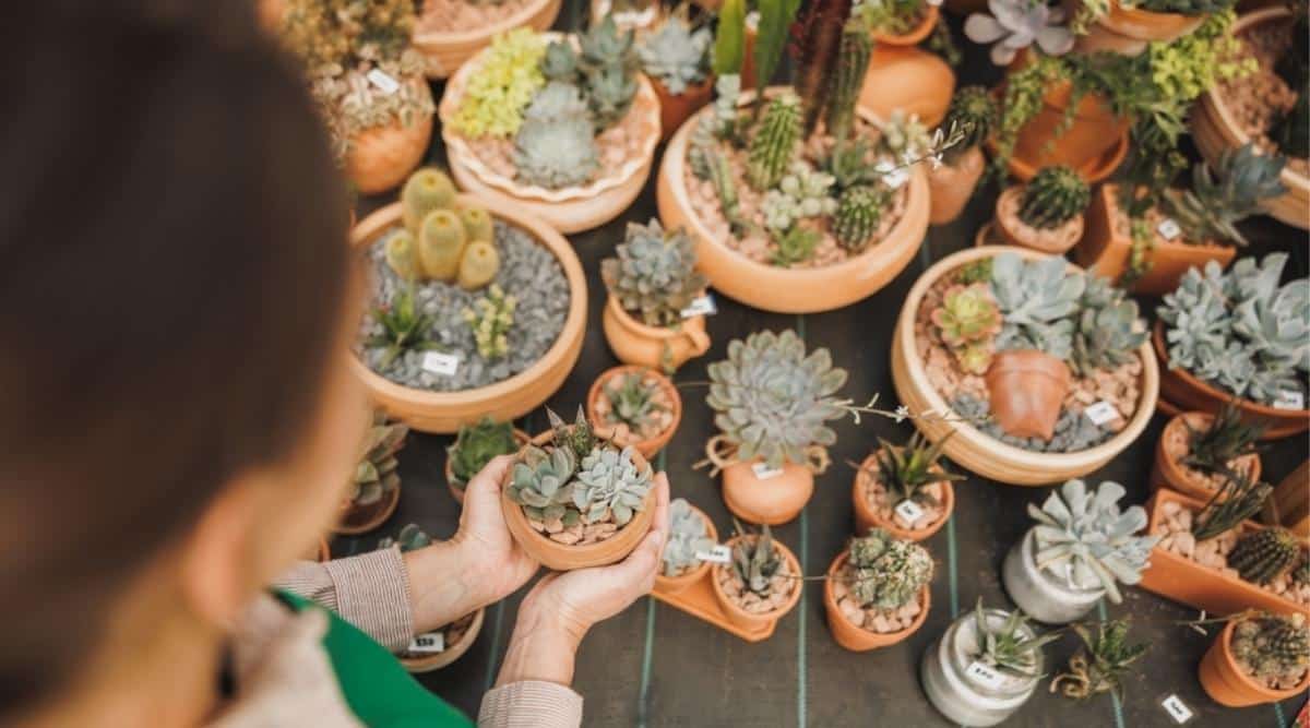 Woman Selecting a Succulent at a Nursery