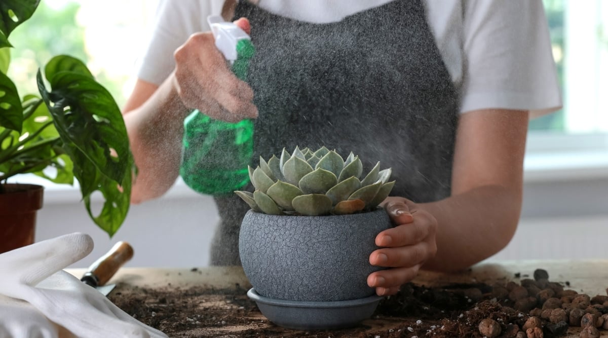 Close-up of a woman's hands spraying water from a green spray bottle onto an Echeveria succulent in a beautiful gray ceramic decorative pot. The succulent has juicy, fleshy, light green leaves with sharp tips arranged in a rosette. The woman is wearing a white T-shirt and a gray apron. On a wooden table is a monstera in a brown plastic pot, soil, drainage pebbles, white gardening gloves, and gardening tools.