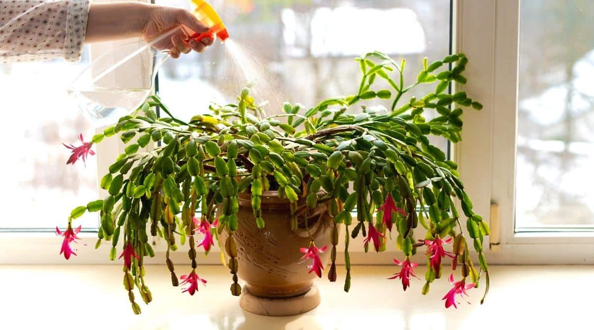 A woman is spraying water on top of a Christmas cactus in a terra cotta pot. The woman is wearing a patterned shirt which you can see in the frame. The spray bottle is clear, and the plant is the focus of the image. The succulent has long green tendrils, and the plant is blooming from many of the tendrils with bright pink flowers.