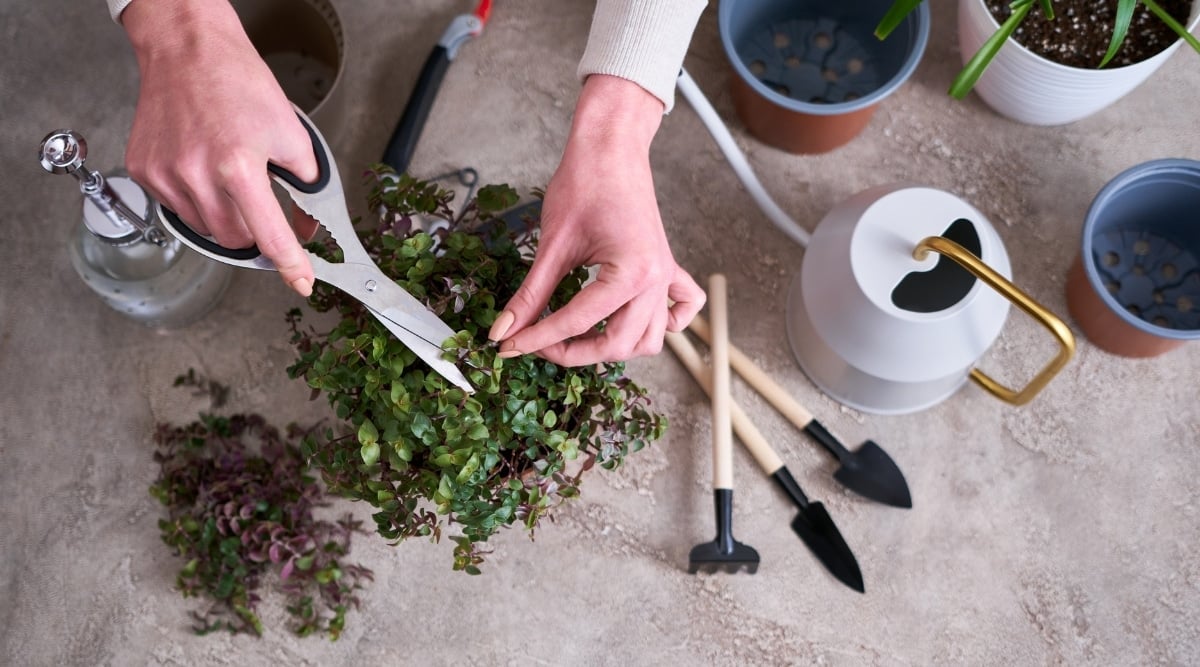 On the ground, various gardening essentials are scattered, including a watering can, potted plants, a small shovel, and a handy raking tool. Focused on her task, a woman trims a plant adorned with clusters of small, vivid green leaves using a pair of sharp scissors.