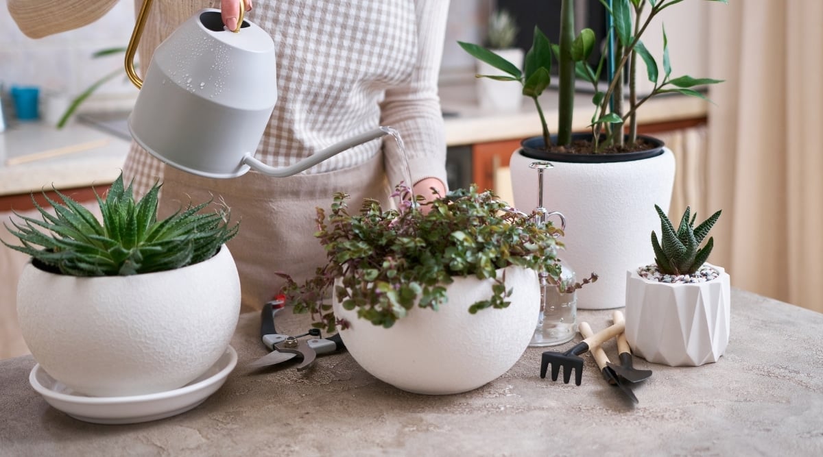 A woman in a gardening apron carefully tends to a Callisia Repens plant in a white pot, gently watering it with a white watering can. The table also holds other white potted plants and essential gardening tools like pruning shears and a small shovel.