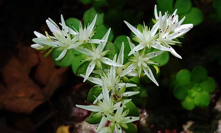 Woodland Stonecrop