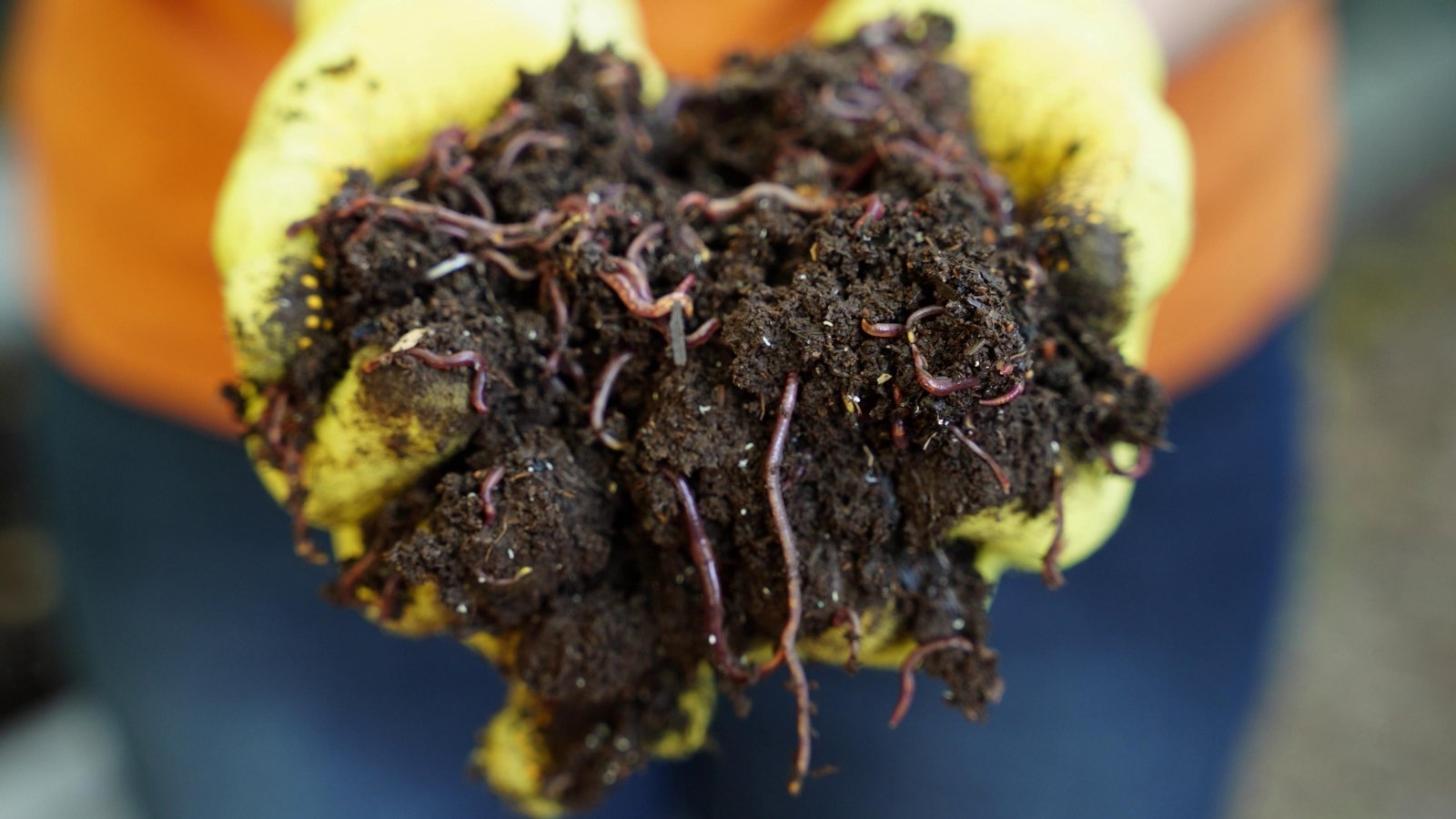 Close up of a woman wearing yellow gloves holding a handful of worms, dirt and worm castings.