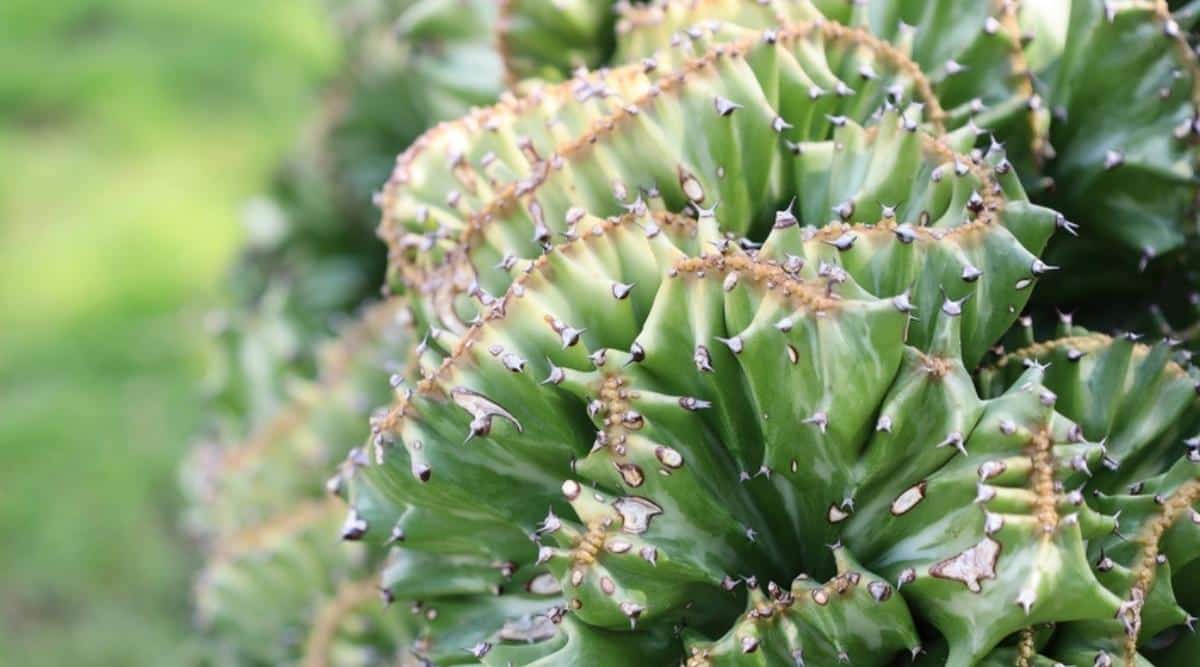 Close-up of a wrinkled euphorbia plant signaling water deficiency or potential root issues. The plant has green segments with brown edges and small brown spikes.