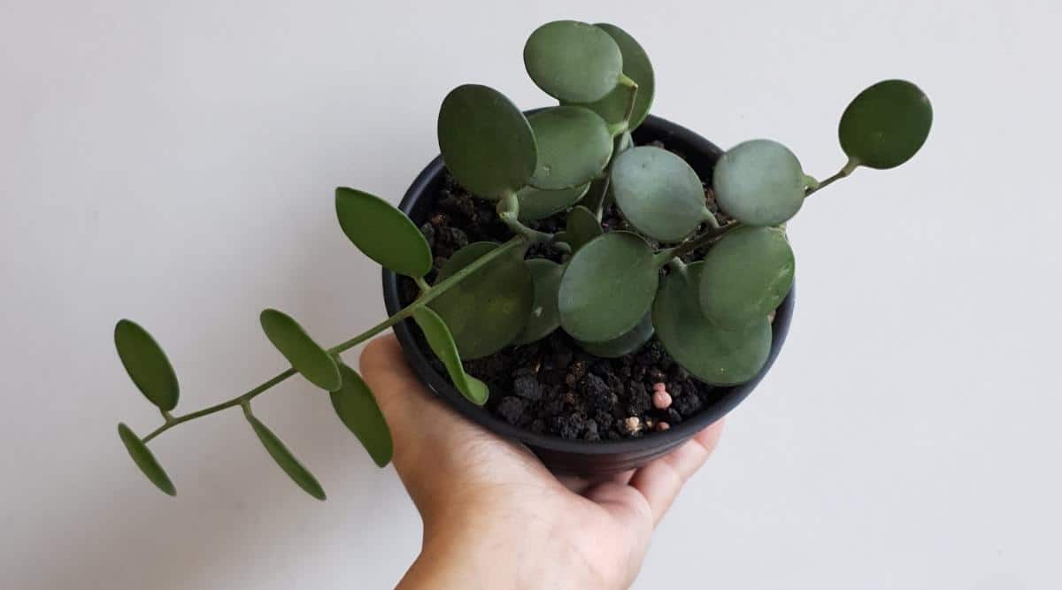 Person Holding Silver Dollar Plant