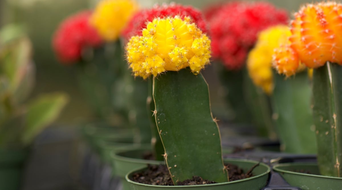 A close-up of a vibrant Gymnocalycium mihanovichii in a dark green plastic pot against a blurred background of many potted growing moon cacti. The plant consists of two cacti. A small, round, bright yellow, spiny cactus grows on top of a thick green cactus Myrtillocactus geometrizans with 4 ribs. Many tiny, round, bright yellow pups grow on top of the moon cactus.