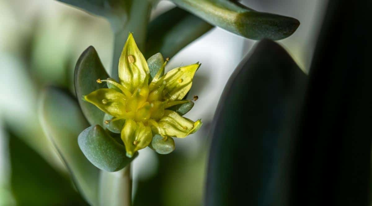 Yellow Sedum Flower Close Up