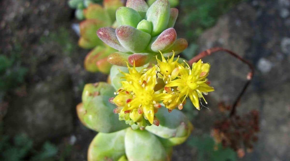 Yellow Stonecrop treleasei 'Rose' Flower