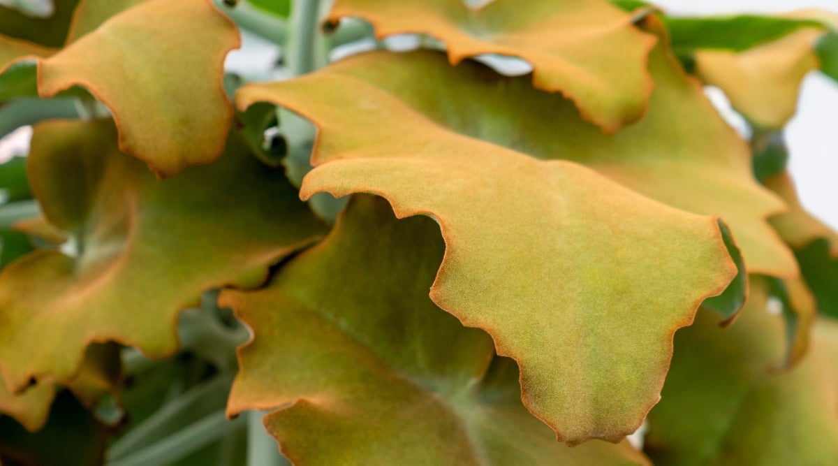 A close-up of the yellowing leaves of Kalanchoe Beharensis due to rotting roots. The leaves are large, velvety, have a characteristic shape with a rounded base and pointed tips.