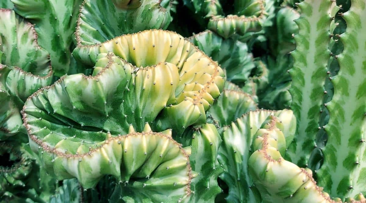 Close-up of a textured and wrinkled euphorbia plant starting to yellow due to overwatering.