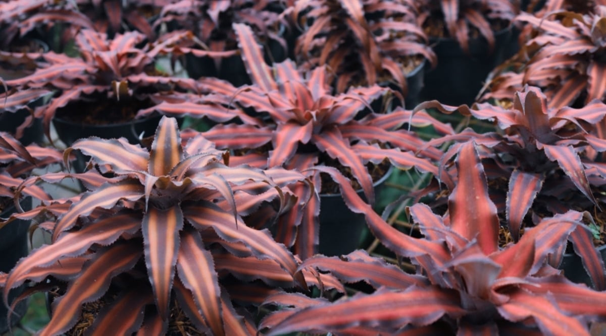 Young Plants in Pots