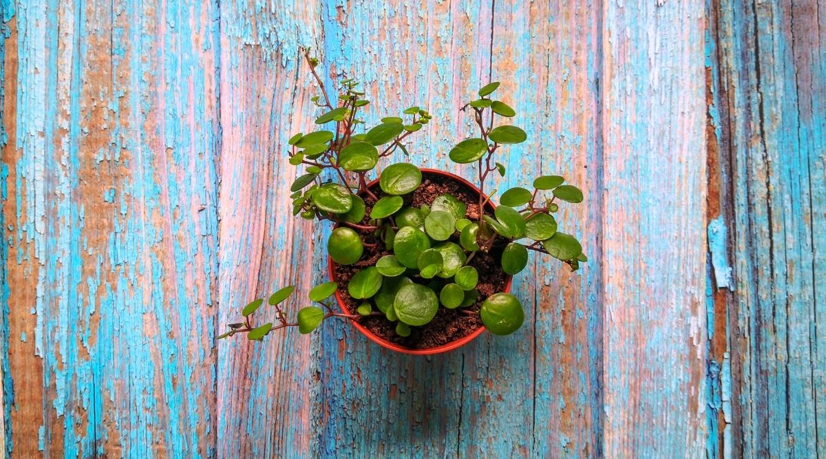 Young String Succulent in Pot on Wooden Surface