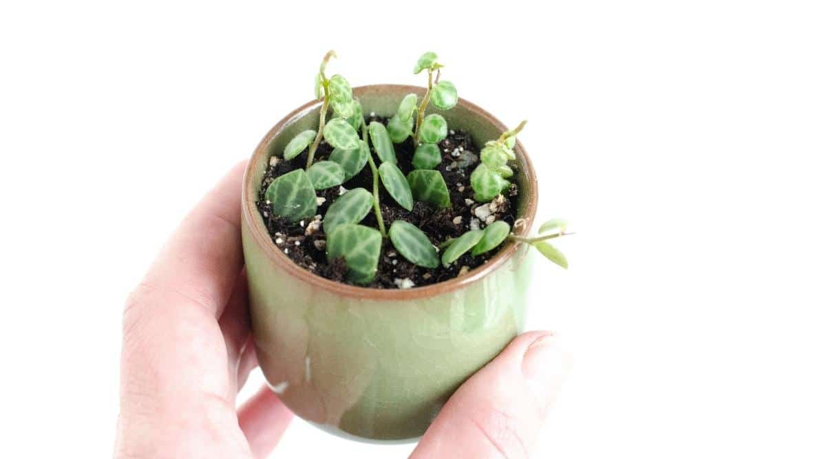 Young Tropical Houseplant Planted in Well-draining Soil