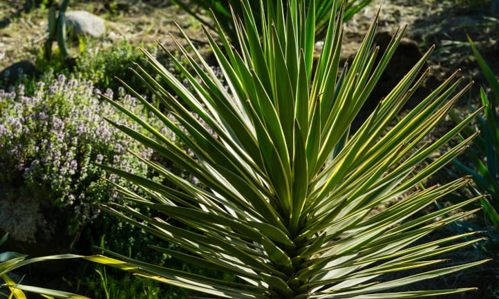 Yucca aloifolia