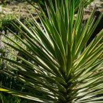 yucca-aloifolia-1