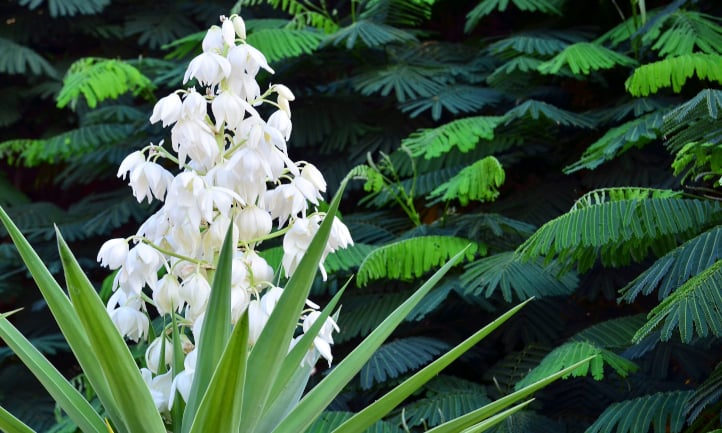 Yucca aloifolia flowering