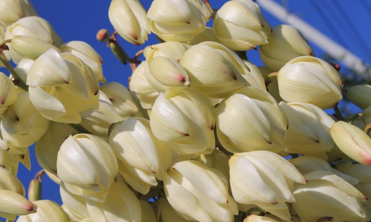 Yucca aloifolia flowers