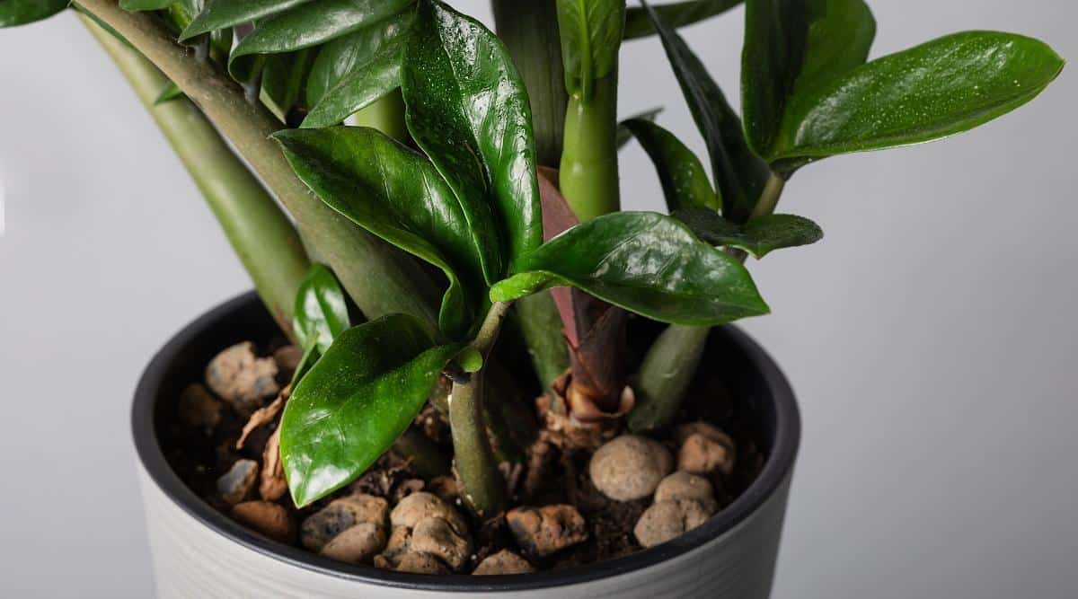 Zamioculcas zamifolia in gray pot