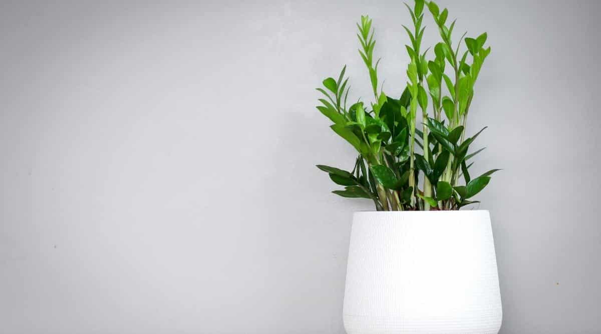 Zamioculcas zamifolia in white pot