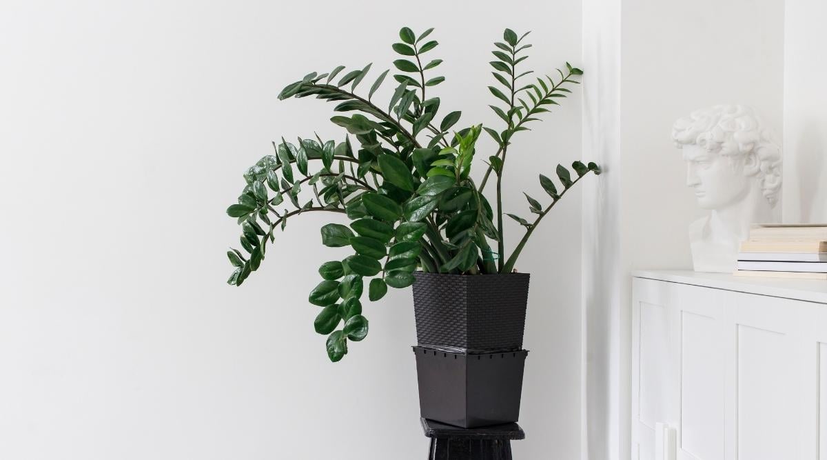 Zamioculcas zamiifolia