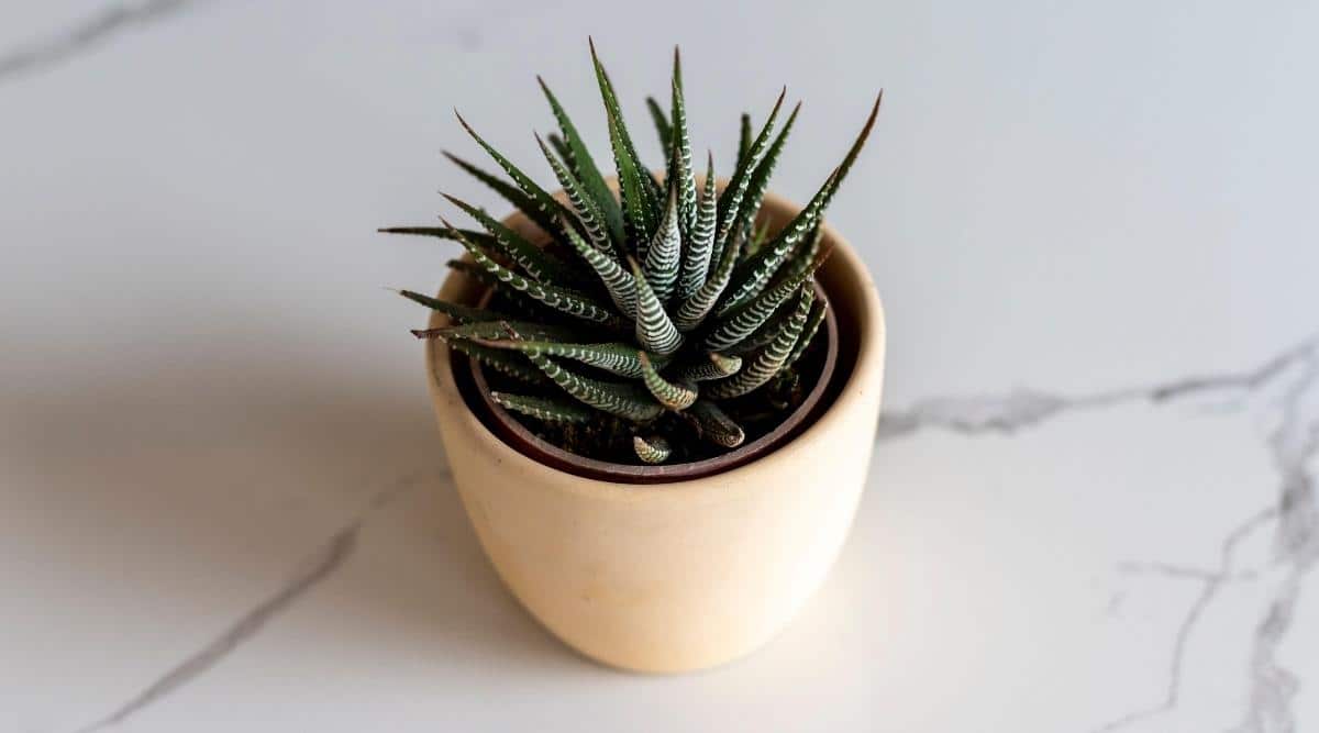 Small Pot With Zebra Cactus