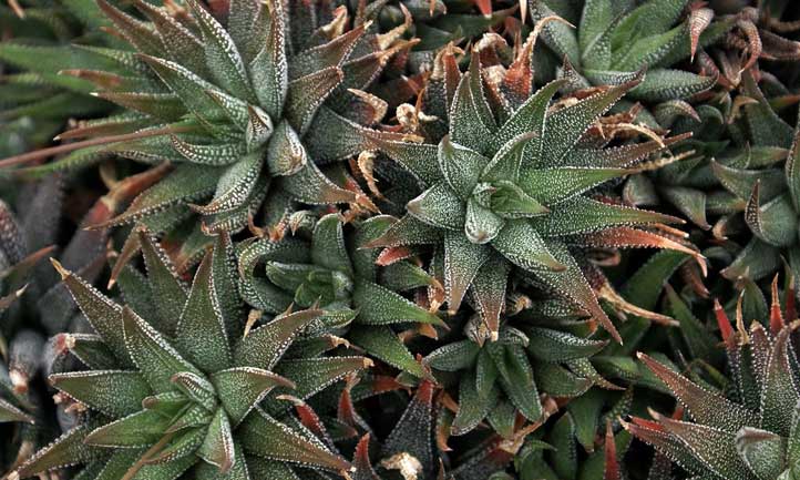 Haworthia attenuata, a commonly kept indoor succulent, is a visually striking addition