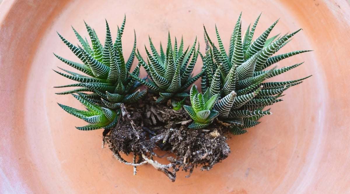 A close-up of a cluster of vibrant Zebra Plants, their distinctive striped leaves creating a captivating display. The roots of the zebra plants are visibly exposed.