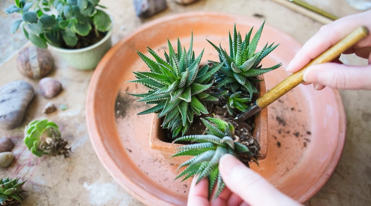 A trowel scooping rich soil from a pot with vibrant zebra plants. Another hand holds a nurtured zebra plant. In the background, a tapestry of plants and rocks.