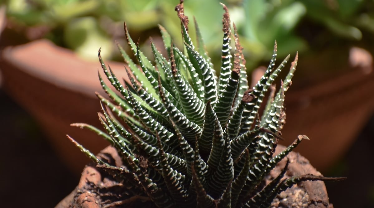 A close-up of a Zebra Plant with dry leaf ends. A blurred background shows a pot housing other plants.