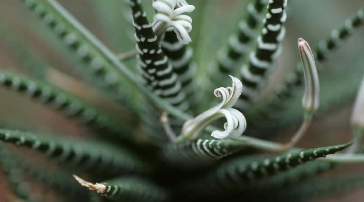 Zebra Plant Flower